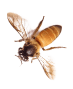 bee image